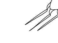 Ripping with claws