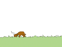 A deer