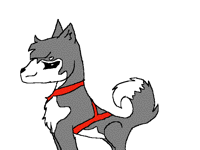 Sled  Dog