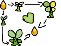 Life cycle