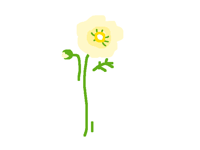 White poppy