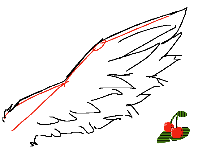 Featherd wing