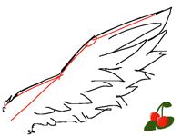 Featherd wing