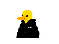 The north duck
