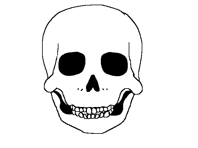 Skull