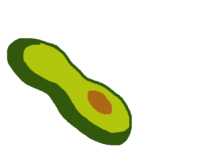 Avocado_ bc avocado was taken