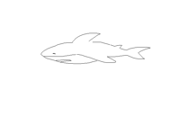 Drawing a shark by memory