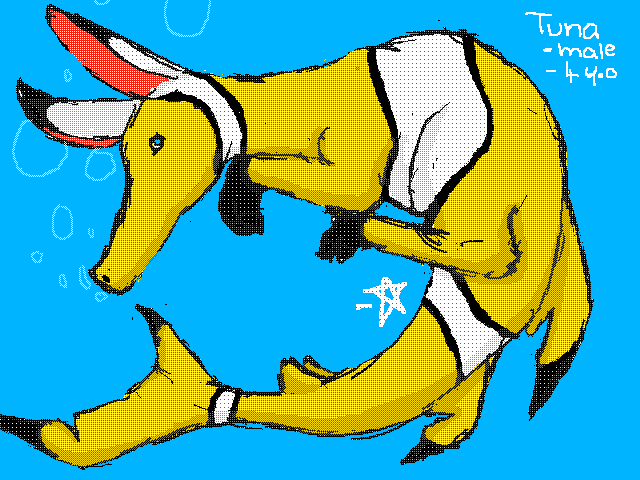 My Sharkvark