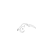 Wings (test)