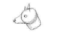 Wolf head sketch