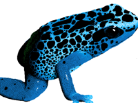 🐸Blue frog (Remake)🐸(wip)