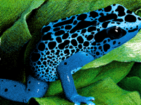 Blue frog (Remake)