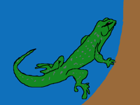 Lizard