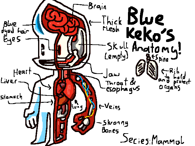 Bluekeko’s Anatomy