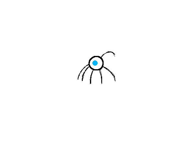 Spider idiot