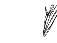 Arm