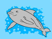 Dolphin