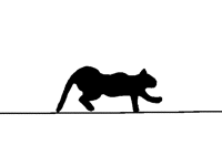 Cat sprint