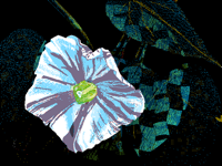 ipomoea