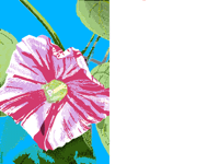 ipomoea     in your style