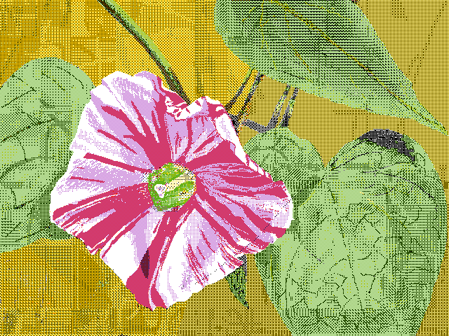 ipomoea nil