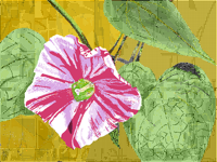 ipomoea nil