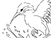 BIRB
