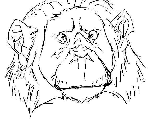 chimpppppps