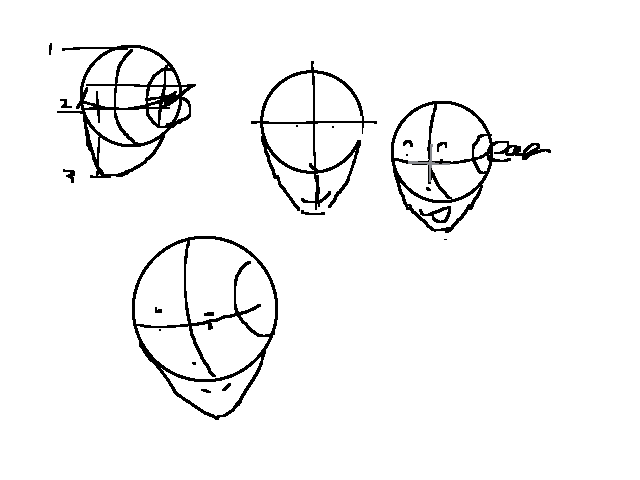 head anatomy