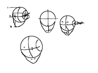 head anatomy