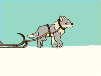 Sled dog