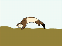 Running ferret