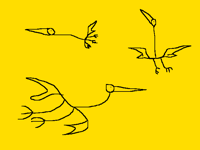 the Birds of paradise