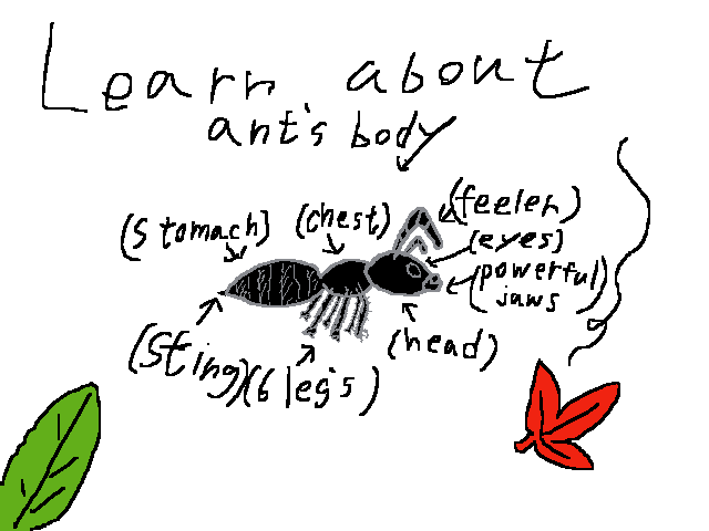 about ants 🐜