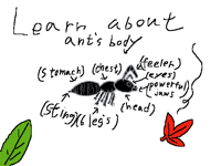 about ants 🐜
