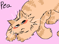 Pea