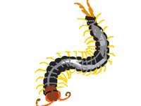 Very rushed bugtober Chinese red headed centipede