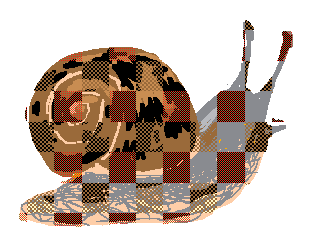 Horrible Bugtober house snail