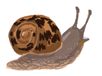 Horrible Bugtober house snail