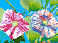 ipomoea     in your style @doodlebug