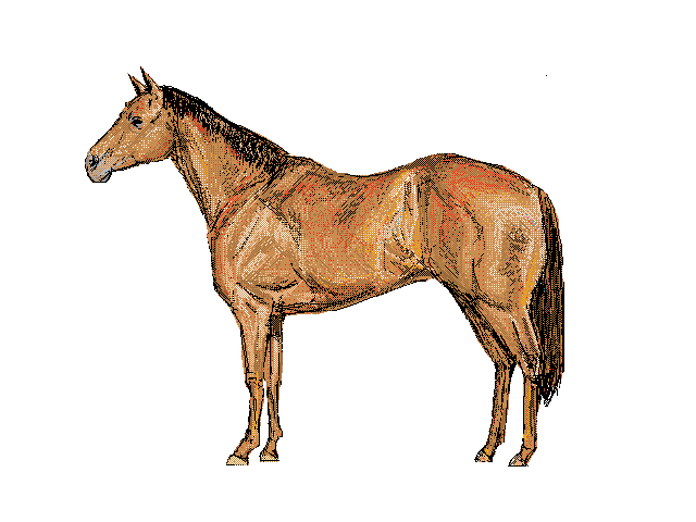 horse