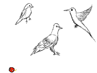 I’m noob at drawing birds