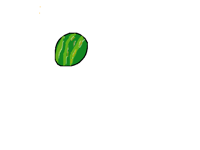 Melon