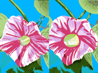 ipomoea     in your style