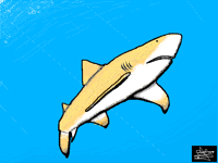 Lemon shark