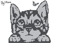 kitten