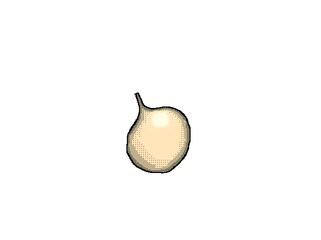 🧅 onion