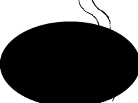 oval