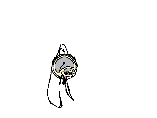 head cutaway