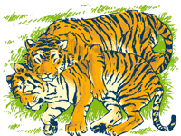 Tigers